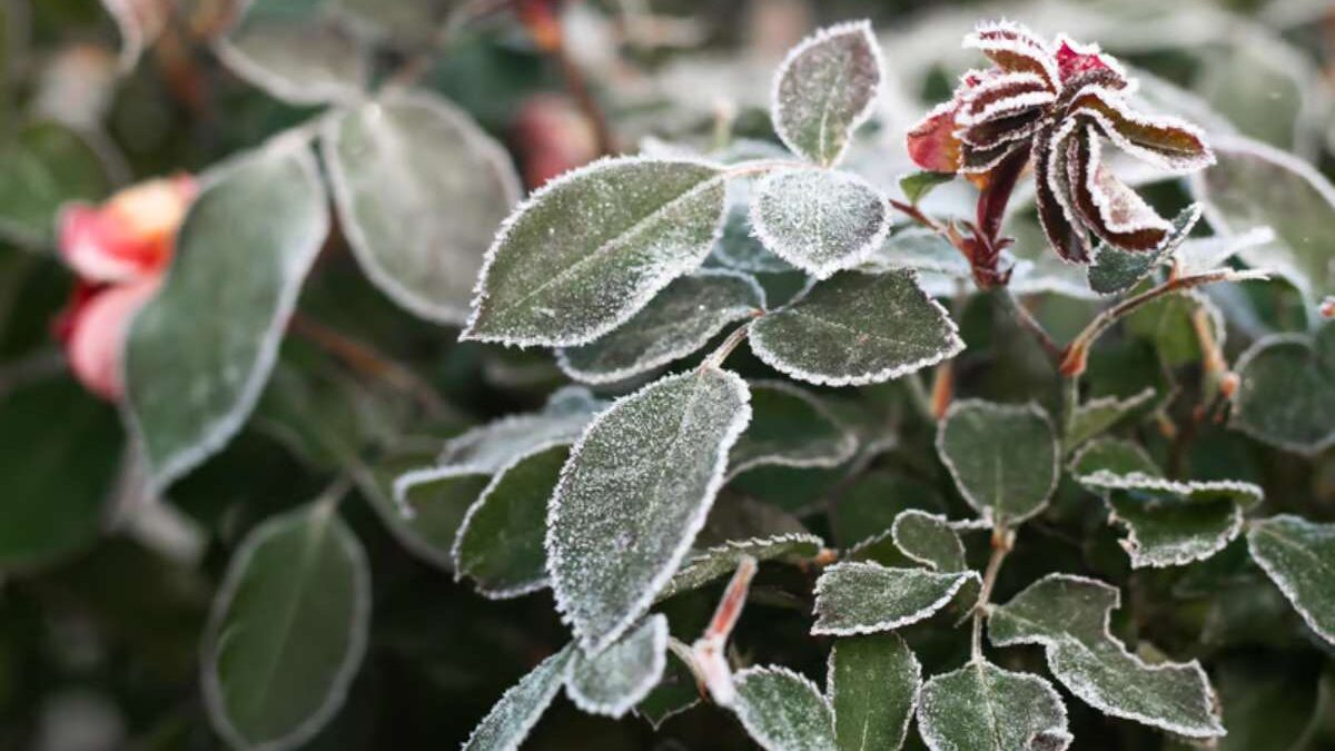 plante qui ne craint pas le gel