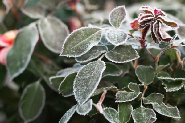 plante qui ne craint pas le gel