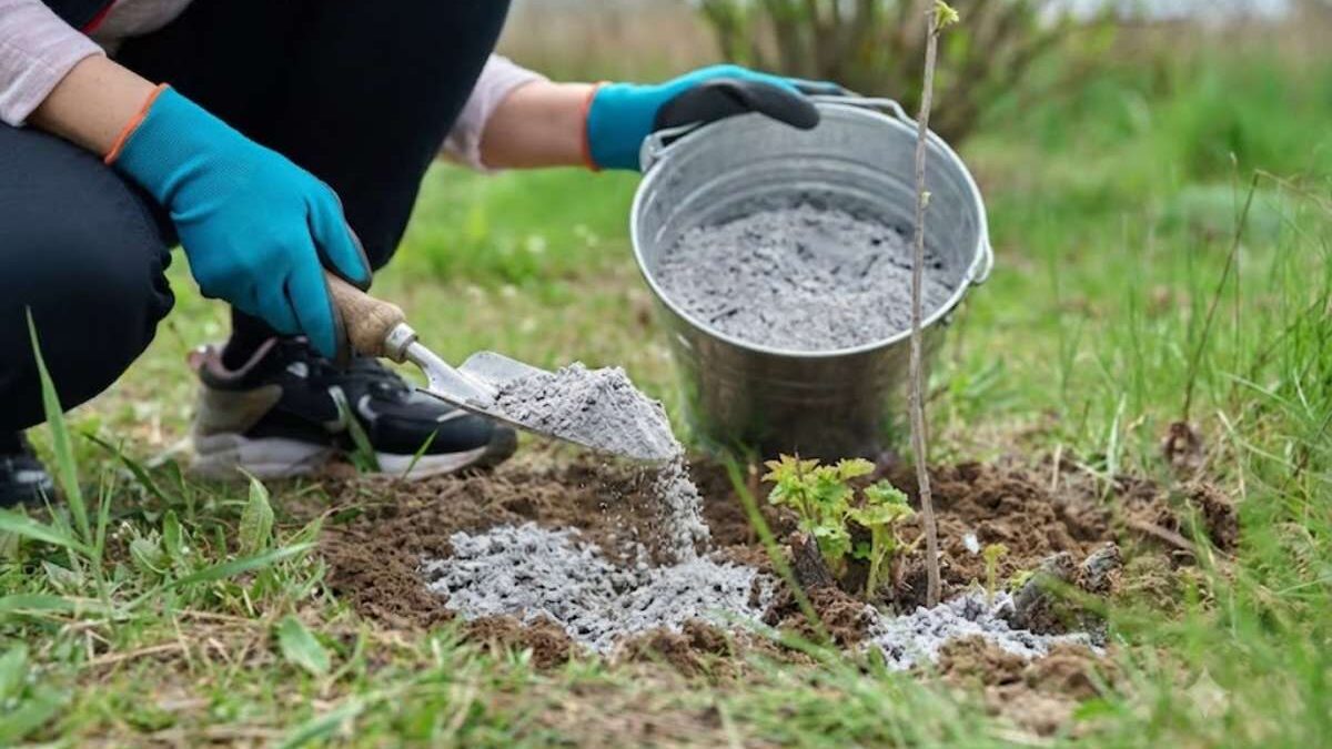 Où mettre les cendres de bois dans le jardin