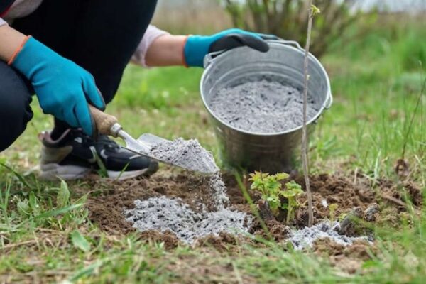 Où mettre les cendres de bois dans le jardin