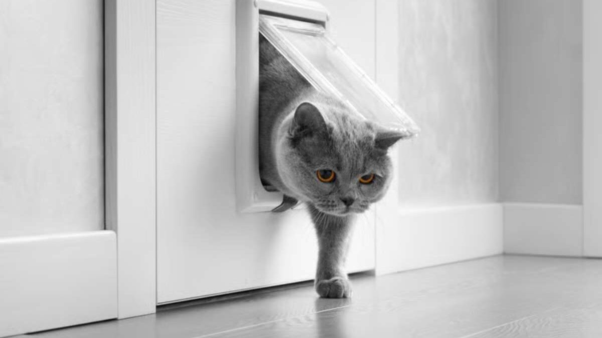 quel professionnel pour installer une chatière
