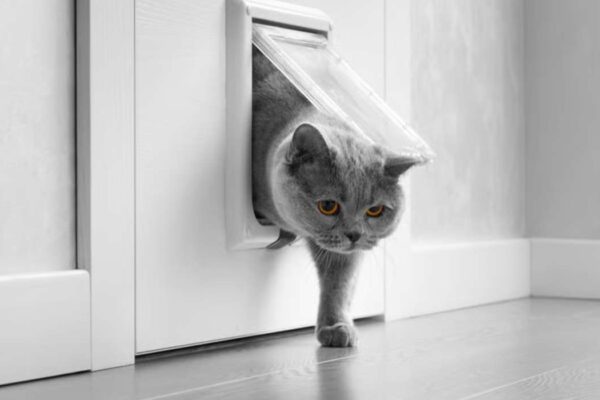 quel professionnel pour installer une chatière